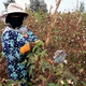 Cotton farmers pick their harvest near the town of El-Hamoul in Egypt's Nile Delta.